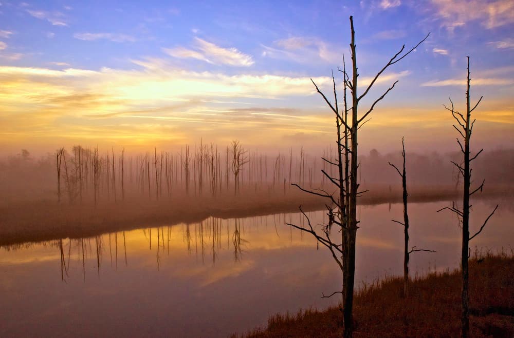 Misty Swamp Reflections by Mike Melnotte — canvas wall art