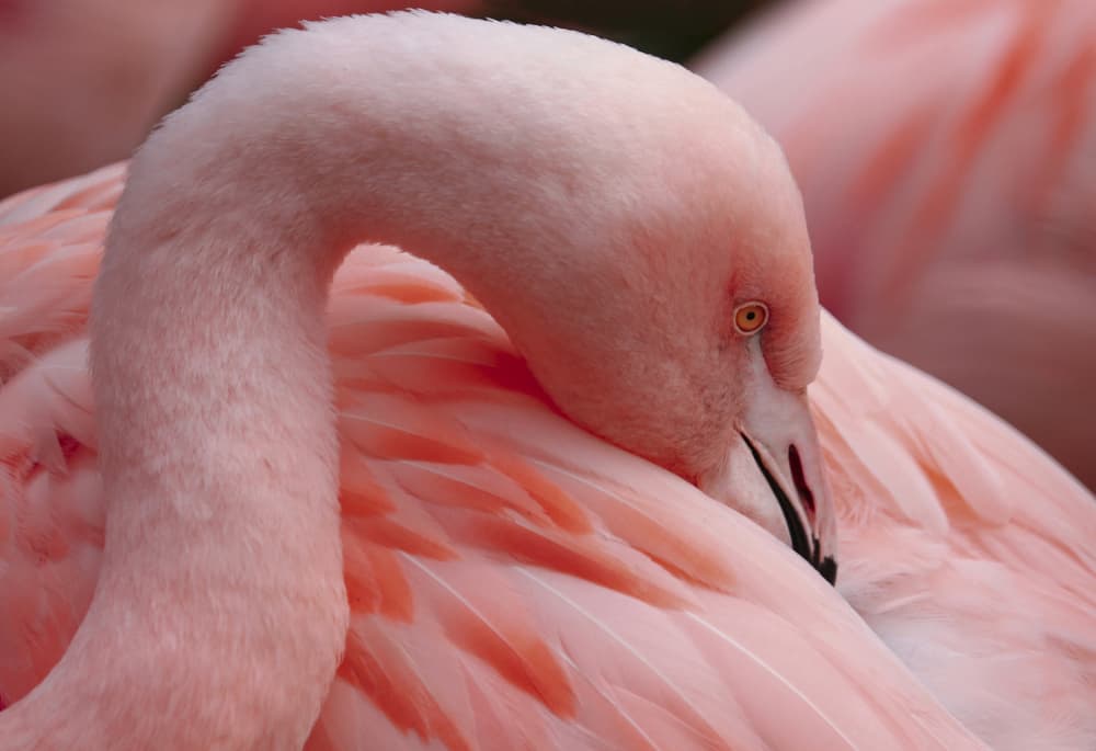 Graceful Pink Flamingo by Robin Wechsler — canvas wall art