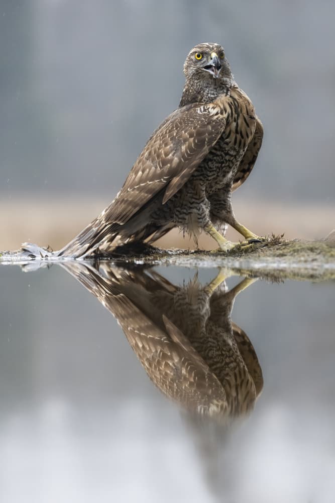 Majestic Goshawk Reflection by Marco Barisone — canvas wall art