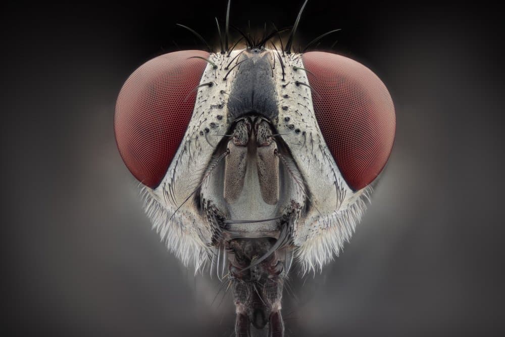 Red Eyed Fly by Rico Cavallo — canvas wall art