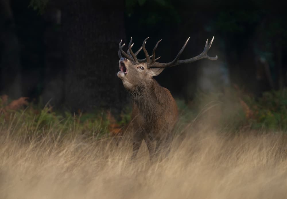 Roaring Red Stag by Radojica Jevric fotorax — canvas wall art