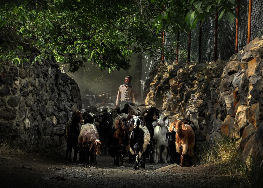 Village Shepherd and Goats by Mitra Bahmani — canvas wall art