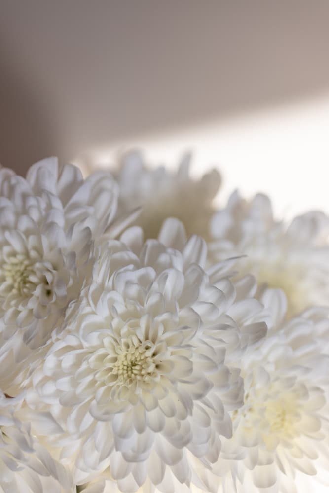 White Flowers 6 by Mareike Böhmer — canvas wall art
