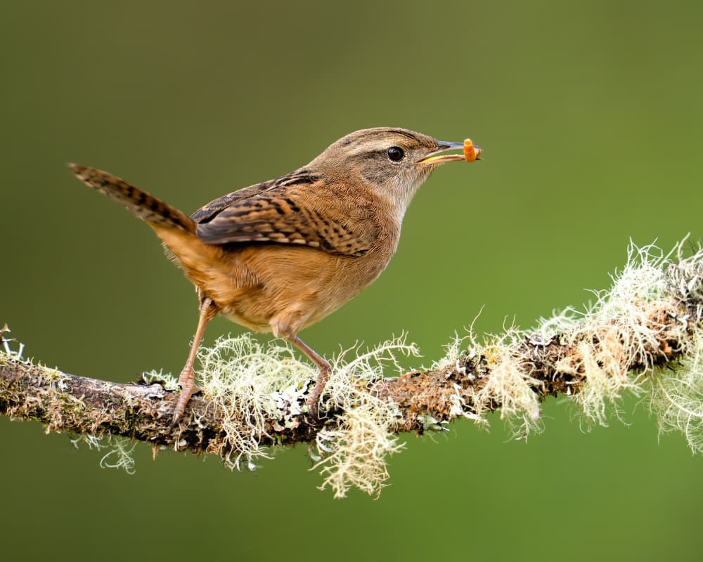 Wren with Orange Treat by Lisandro PEREZ — canvas wall art