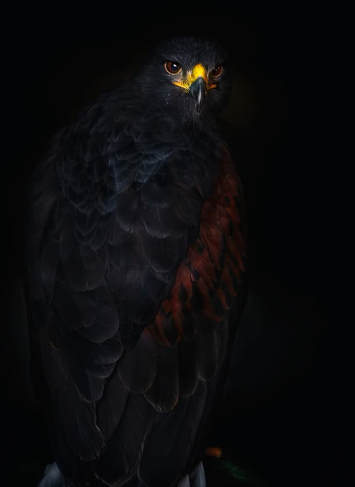 Intense Harris Hawk Portrait by Santiago Pascual Buye — canvas wall art
