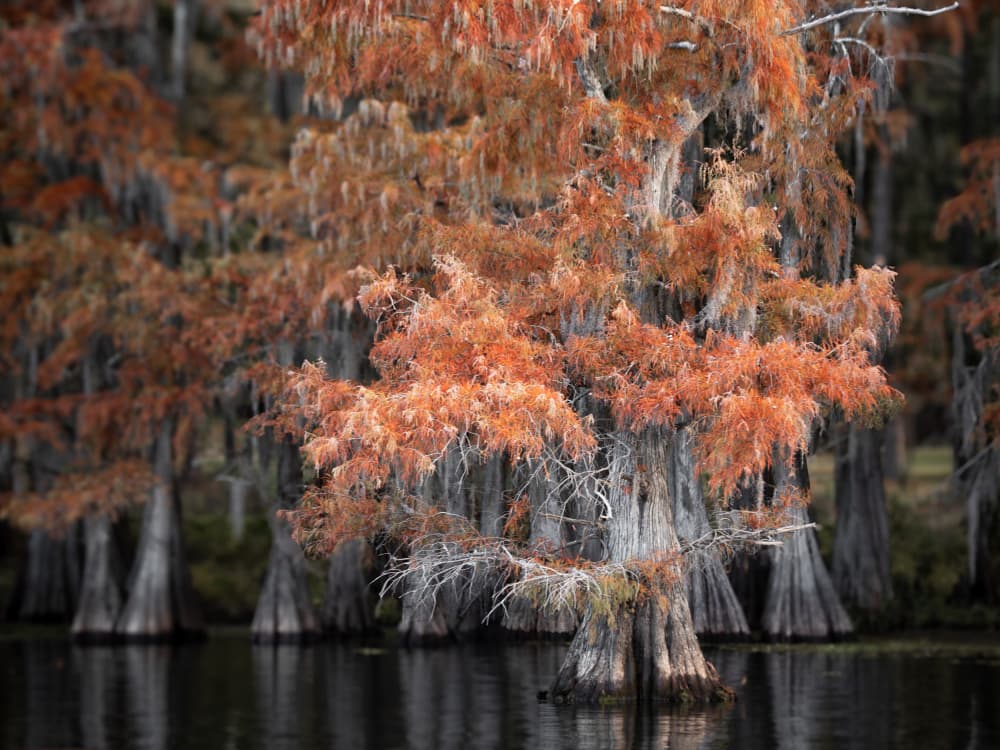 Autumn Cypress Swamp by Herbert Rong — canvas wall art
