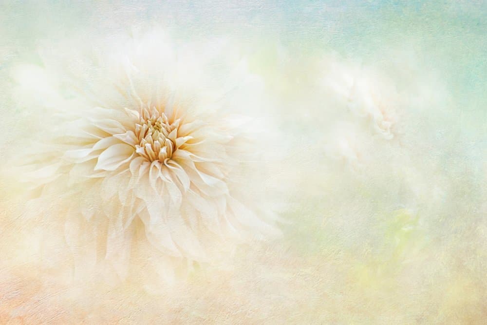 Ethereal Dahlia Bloom by Jacky Parker — canvas wall art