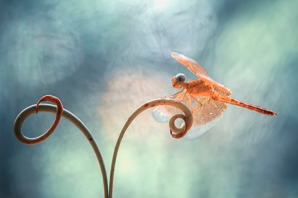 Orange Dragonfly on Curl by Abdul Gapur Dayak — canvas wall art