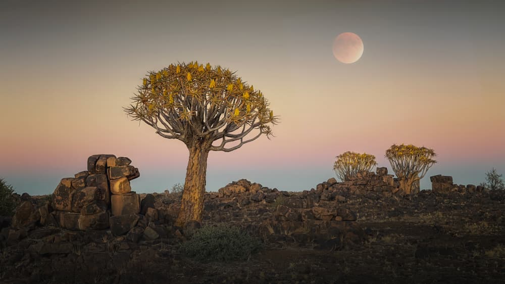 Quiver Trees Blood Moon by Gu and Hongchao — canvas wall art