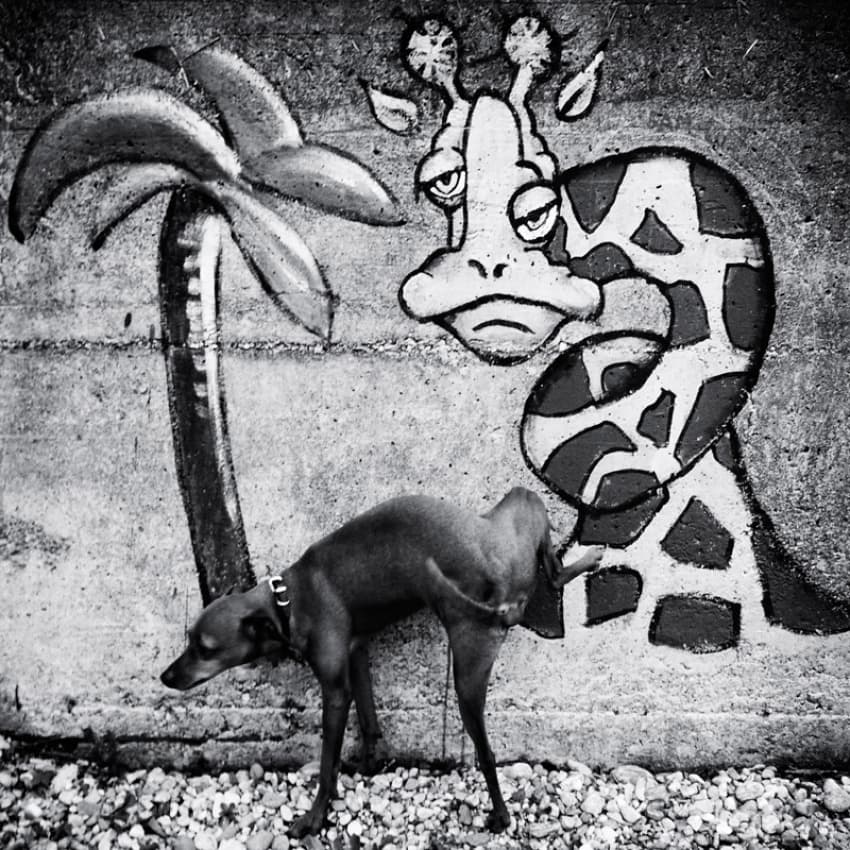 Funny Street Dog Graffiti by Christine Frick — canvas wall art