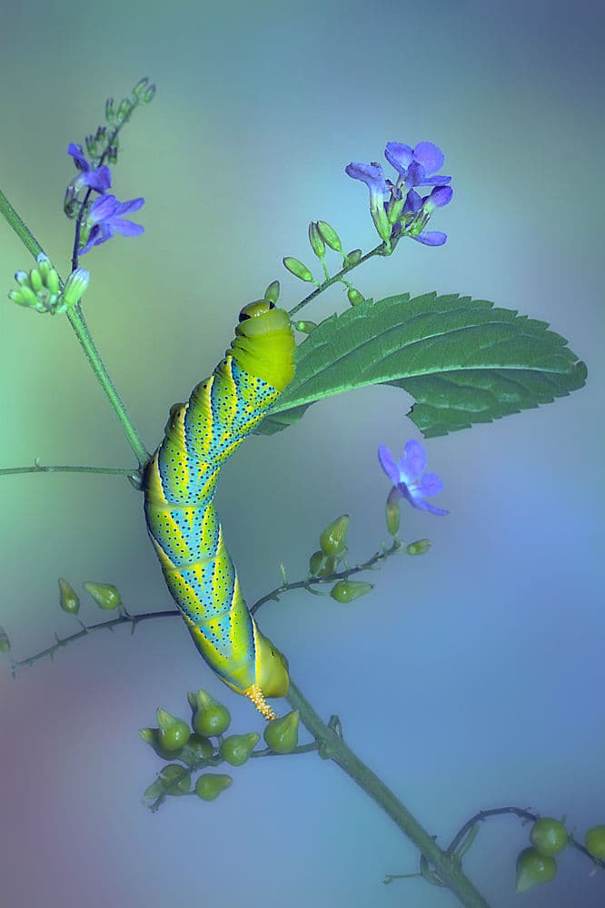 Vibrant Caterpillar On Stem by Jimmy Hoffman — canvas wall art