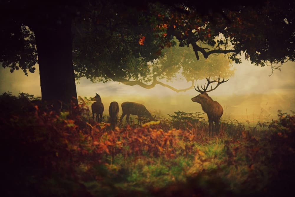 Misty Autumn Stag by Robert Fabrowski — canvas wall art