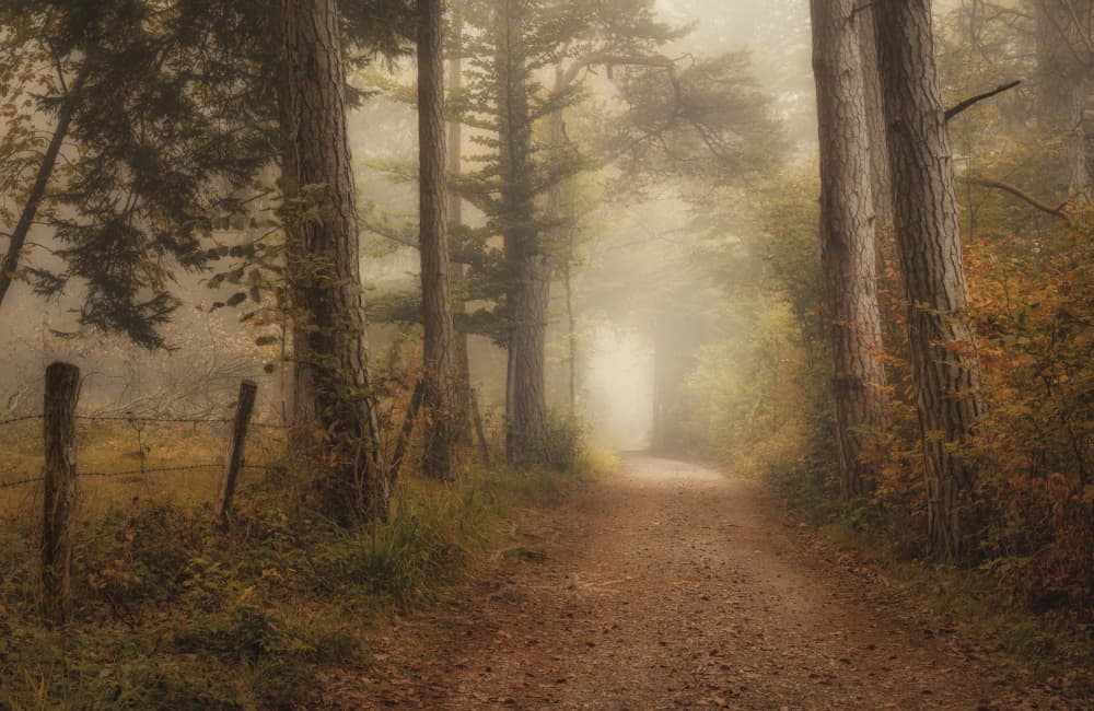 Misty Forest Path by Norbert Maier — canvas wall art