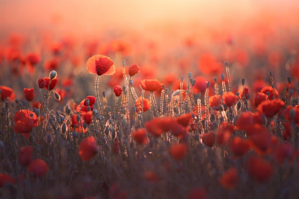 Golden Hour Poppies by Sebastien Blomme — canvas wall art