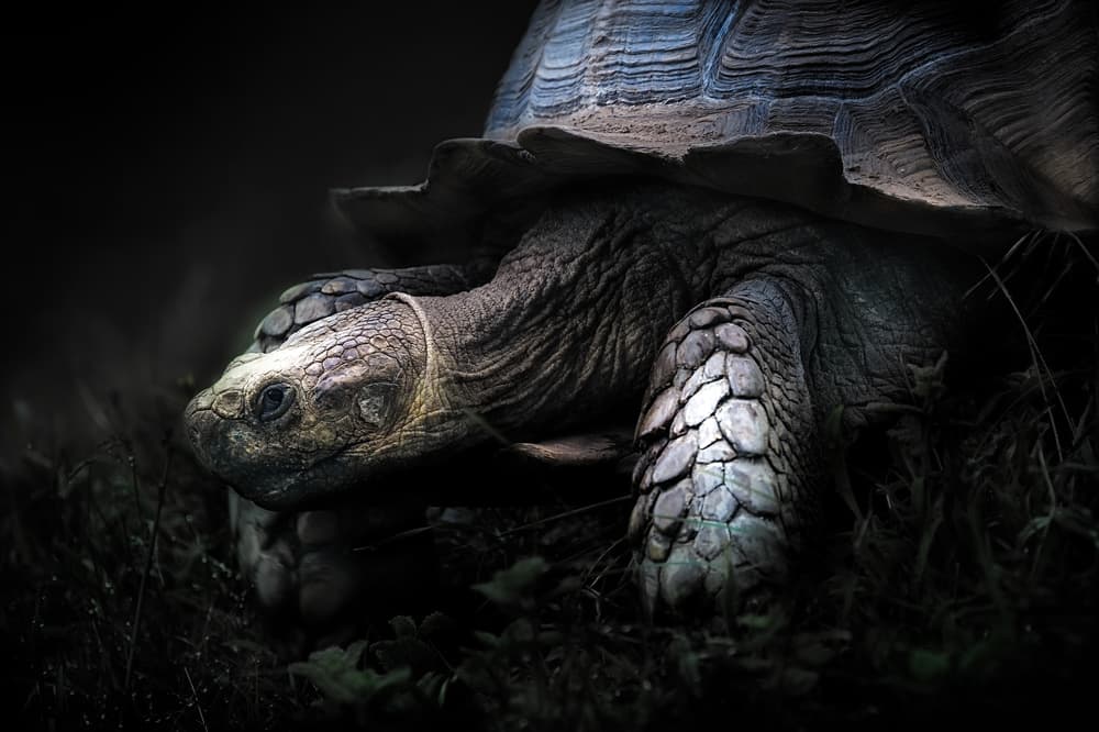 Ancient Tortoise Portrait by Santiago Pascual Buye — canvas wall art