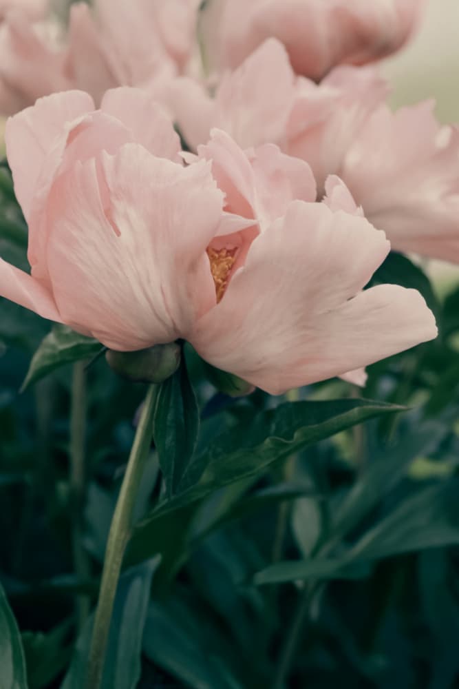 Soft Pink Peonies by Stephanie Klatt — canvas wall art
