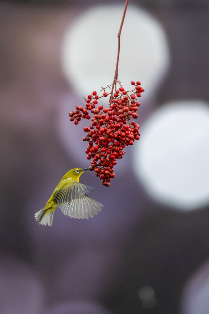 White-eye Berry Feast by MIN CHEOL KIM — canvas wall art