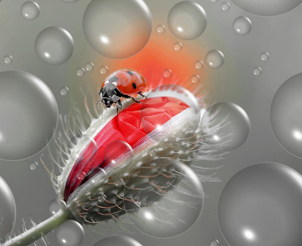 Ladybug Poppy Glow by Thierry Dufour — canvas wall art