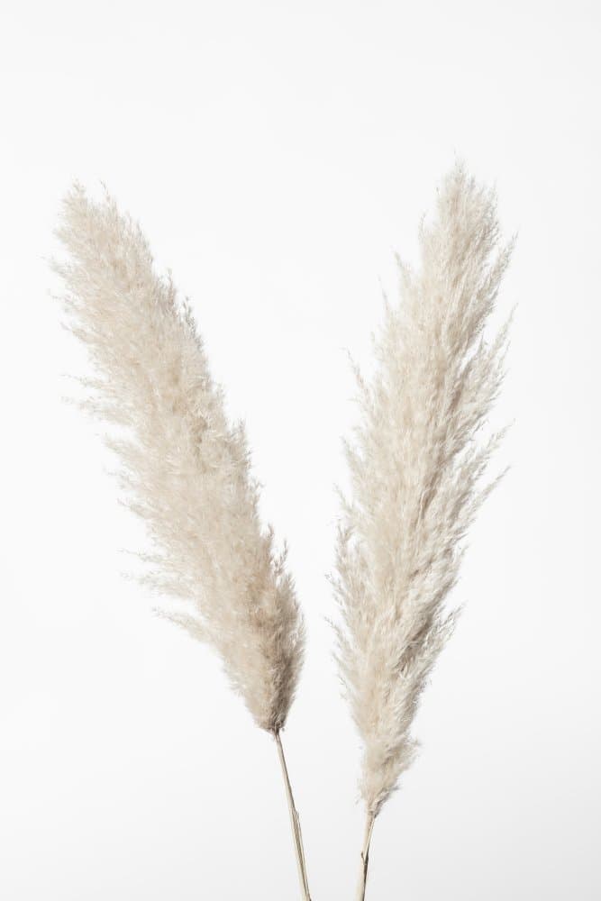 Soft Pampas Plumes by Pictufy Studio III — canvas wall art