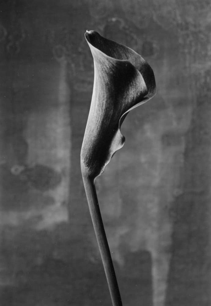 Elegant Calla Lily by Kenji Mori — canvas wall art