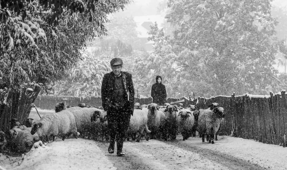 Shepherd Herding Sheep in Snow by Marina Sveduneac — canvas wall art