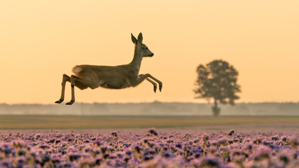 Flying Roe Deer by Damian Stopczynski — canvas wall art