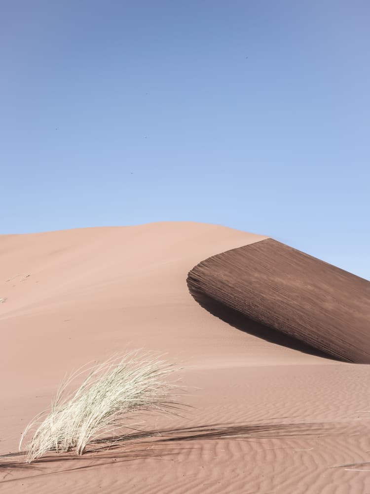 Desert Morningscape by Shot by Clint — canvas wall art
