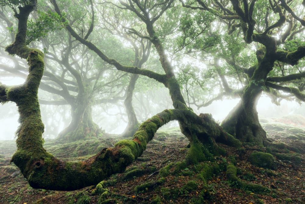 Mystic Laurel Forest by Stefan Hefele — canvas wall art