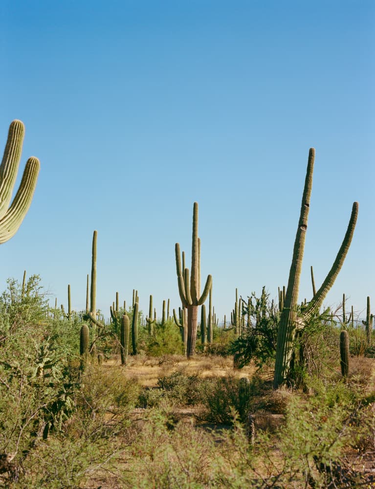 Arizona Saguaro Landscape by Bethany Young — canvas wall art