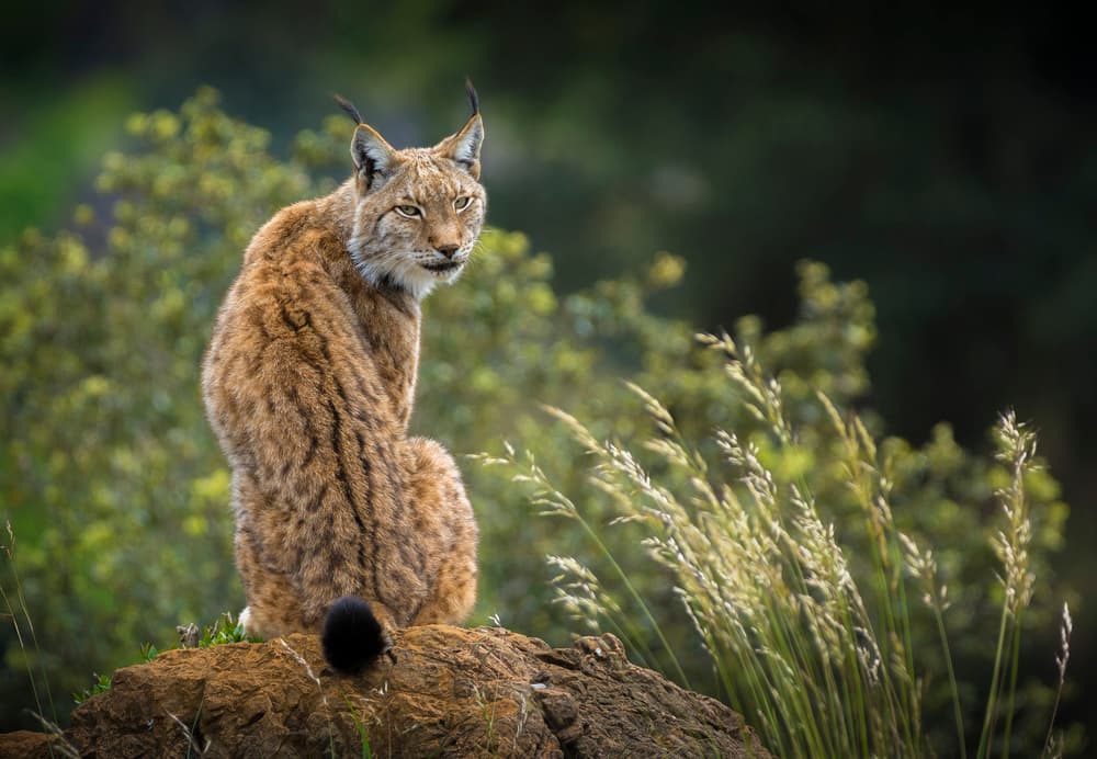 Wild look. by Sergio Saavedra Ruiz — canvas wall art