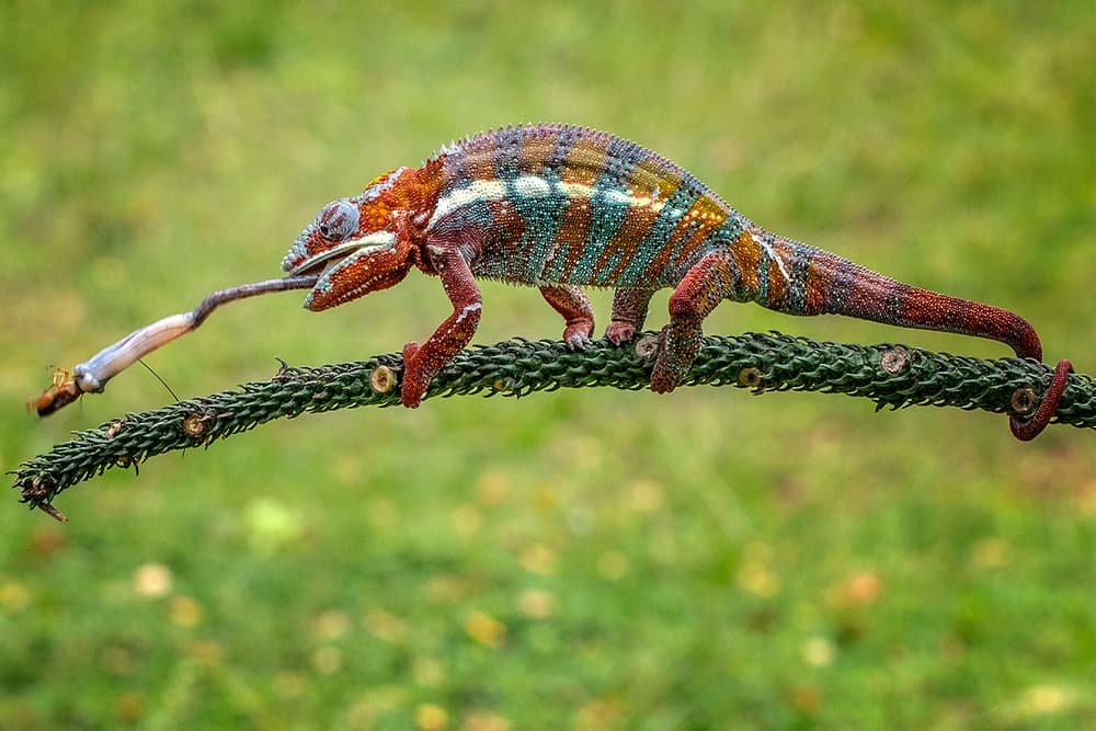 Vibrant Chameleon Hunting by Hendy Mp — canvas wall art