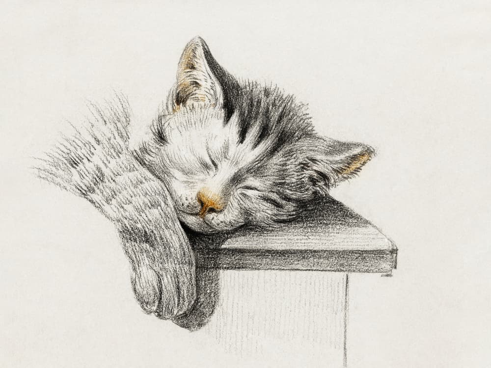 Sketch of a Sleeping Cat