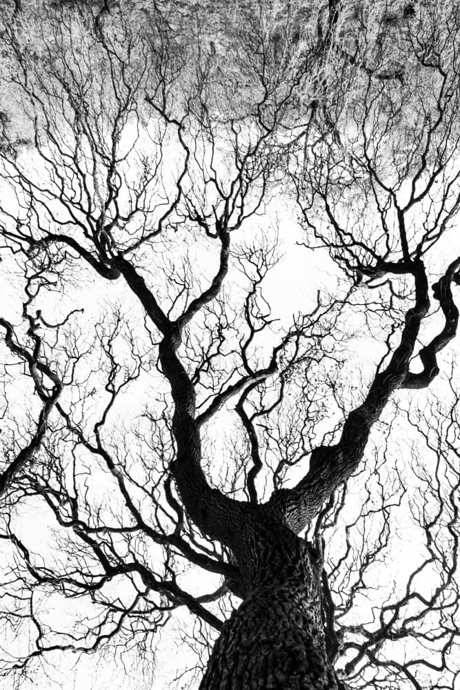Stark Winter Branches by Gila Koller — canvas wall art