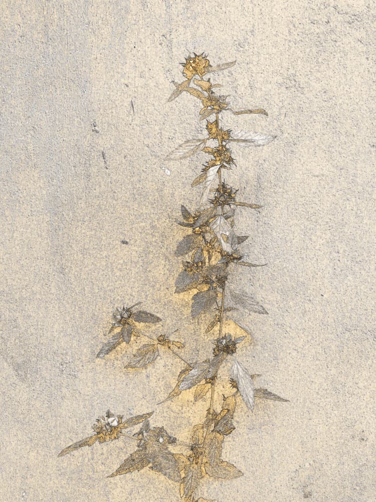 Delicate Wall Botanical by Santhosh ch — canvas wall art