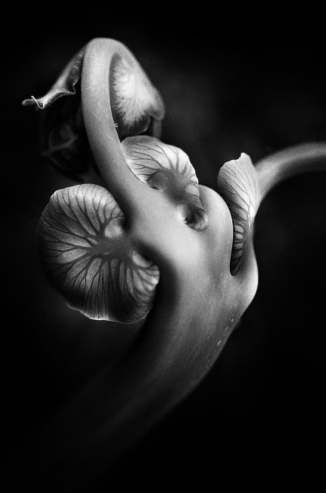 Unfurling Botanical Form by Johanes Januar — canvas wall art