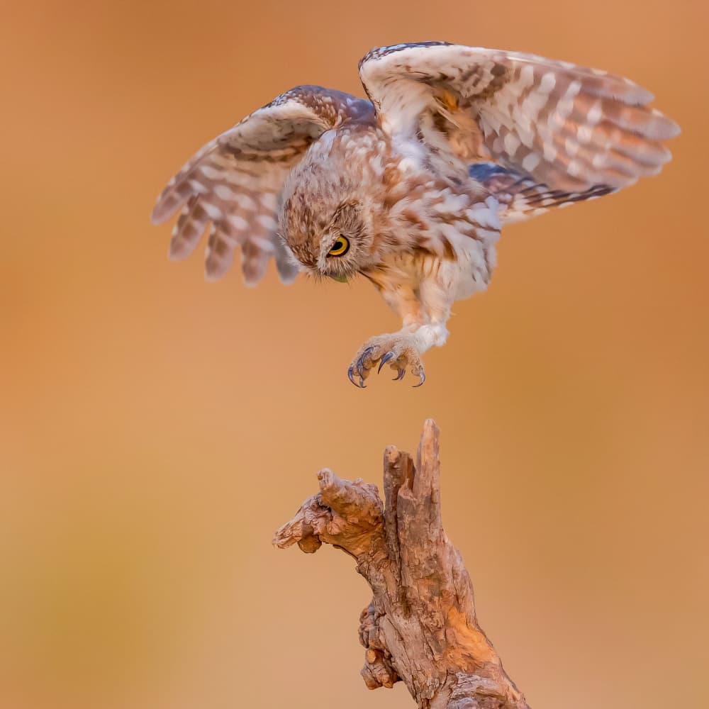 Little Owl Landing by David Manusevich — canvas wall art