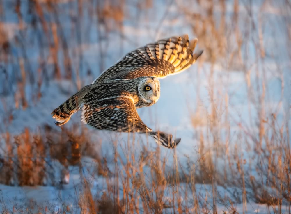 Golden Hour Owl Flight by Tao Huang — canvas wall art