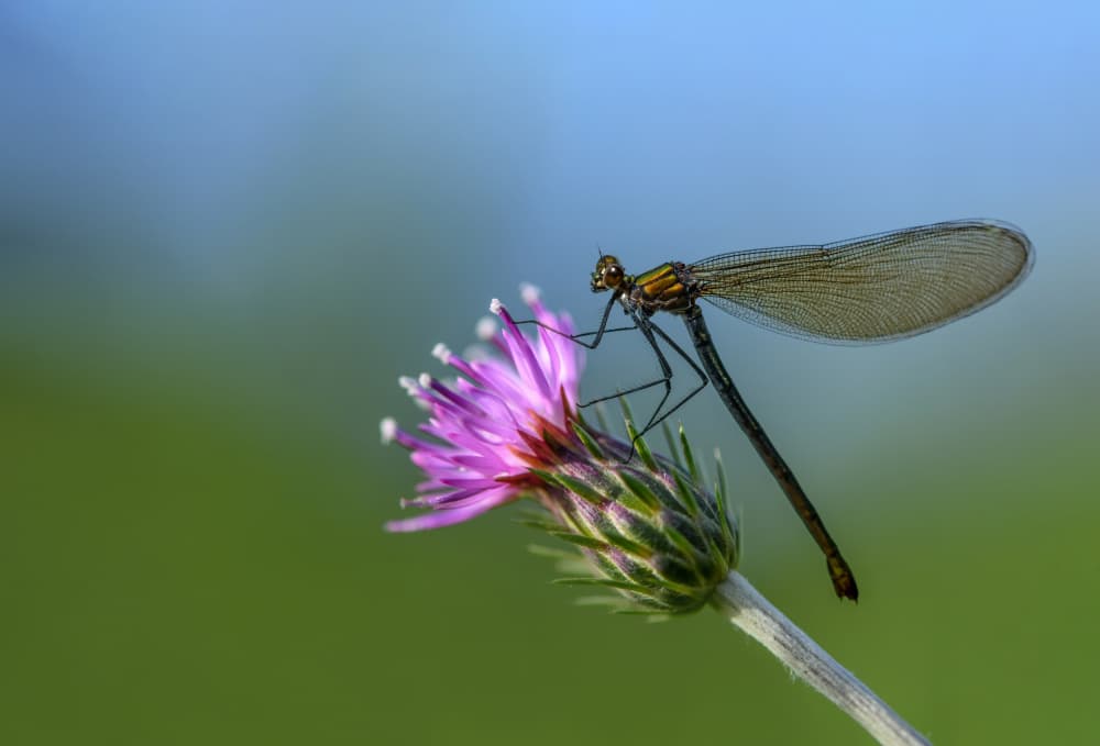 Jeweled Damselfly Thistle by אייל בר אור • Eyal Bar Or — canvas wall art