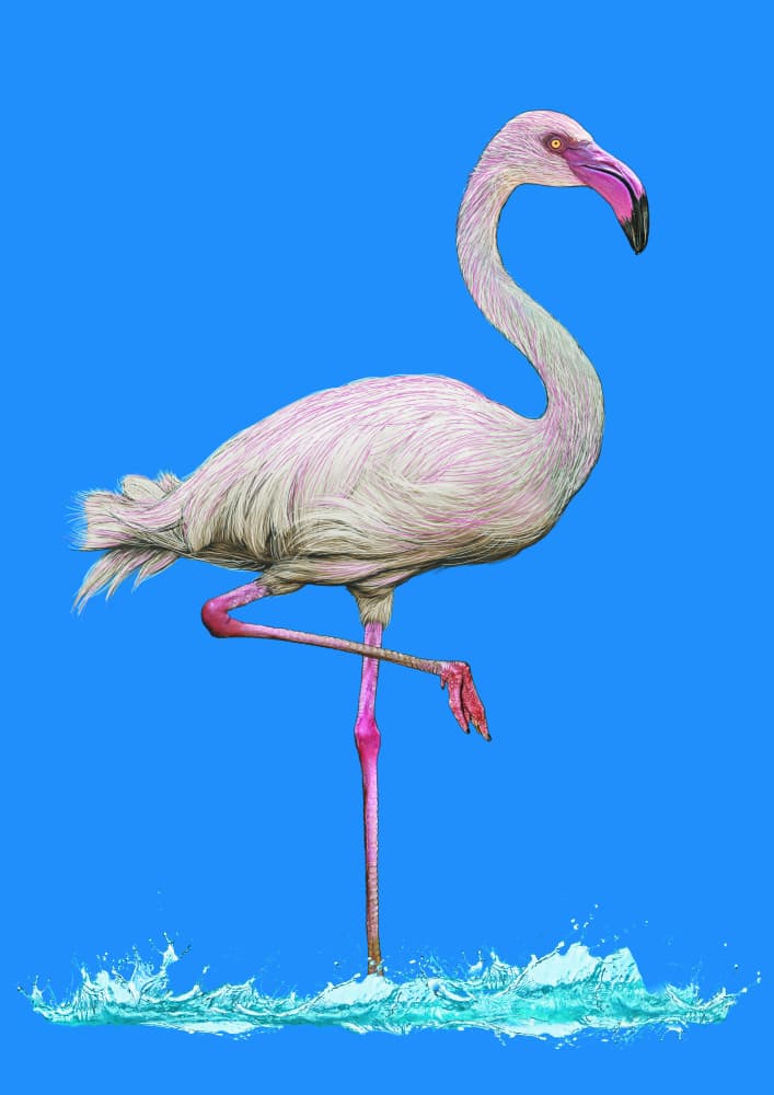 Graceful Pink Flamingo by Carlo Kaminski — canvas wall art