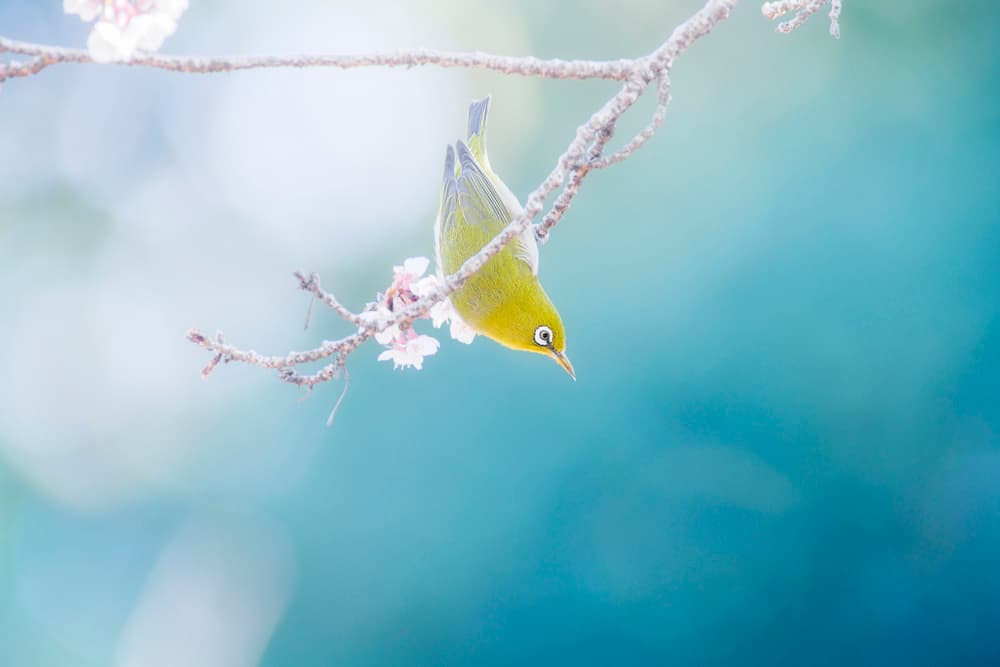 Upside Down Blossom Bird by Takashi Suzuki — canvas wall art