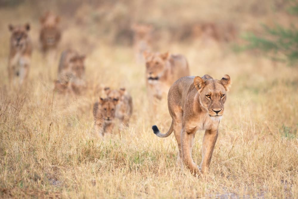 African Lion Pride by Marco Pozzi — canvas wall art
