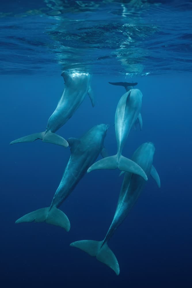 Dolphins In Deep Blue by Serge Melesan — canvas wall art