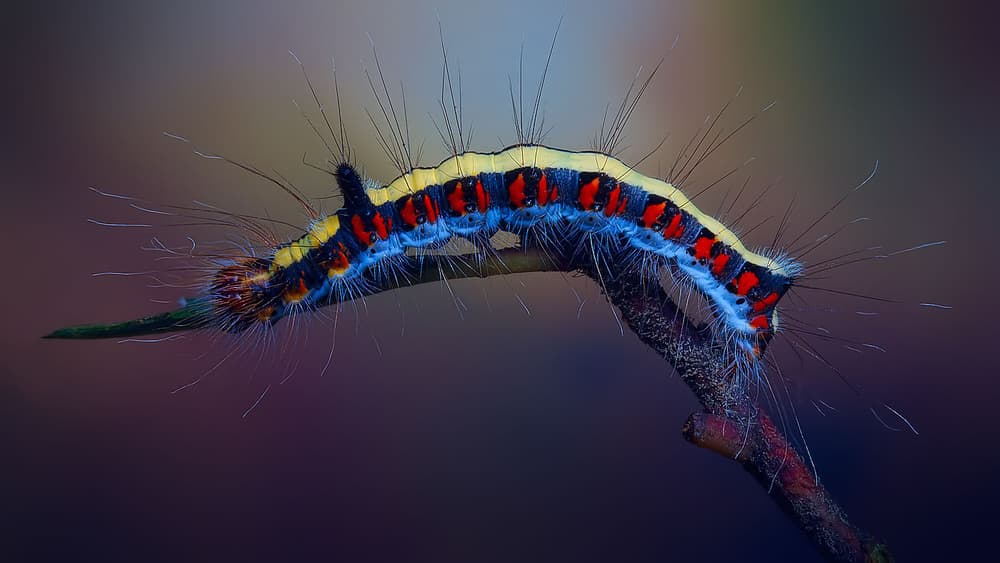 Vibrant Hairy Caterpillar by Jimmy Hoffman — canvas wall art