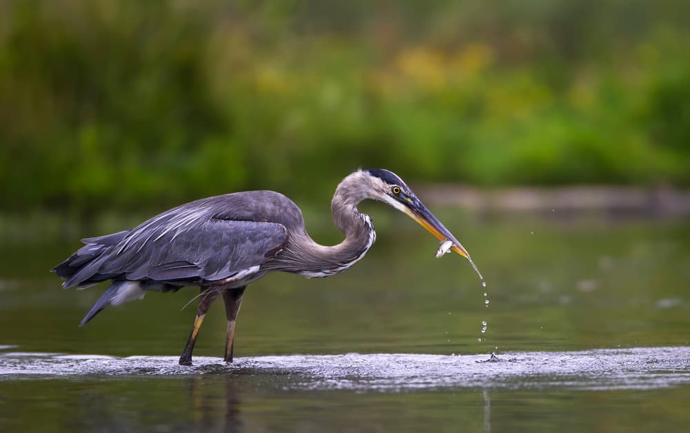 Great Blue Heron Fishing by verdon — canvas wall art