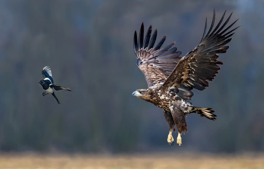 Eagle Magpie Flight by Xavier Ortega — canvas wall art