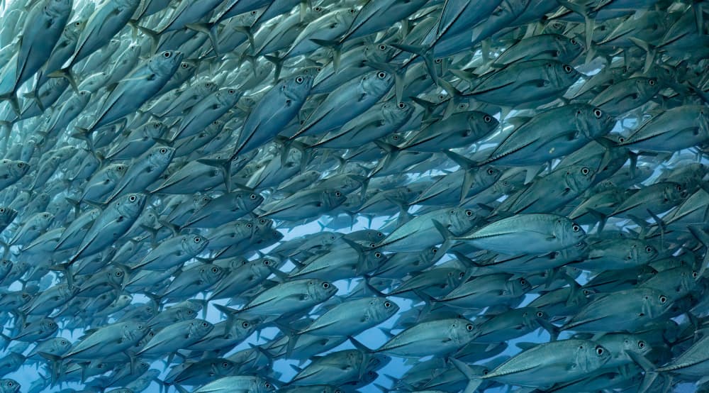 Synchronized Fish School by Ido Meirovich — canvas wall art