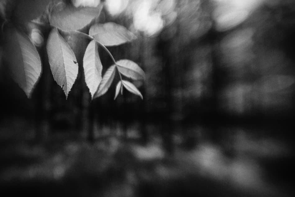 Soft Forest Leaves by Codrin Lupei — canvas wall art