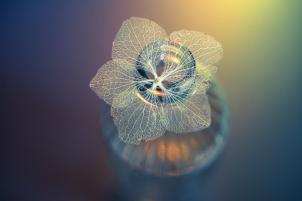 Ethereal Leaf Orb by Shihya Kowatari — canvas wall art