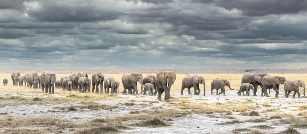 Savanna Elephant Journey by Jeffrey C. Sink — canvas wall art