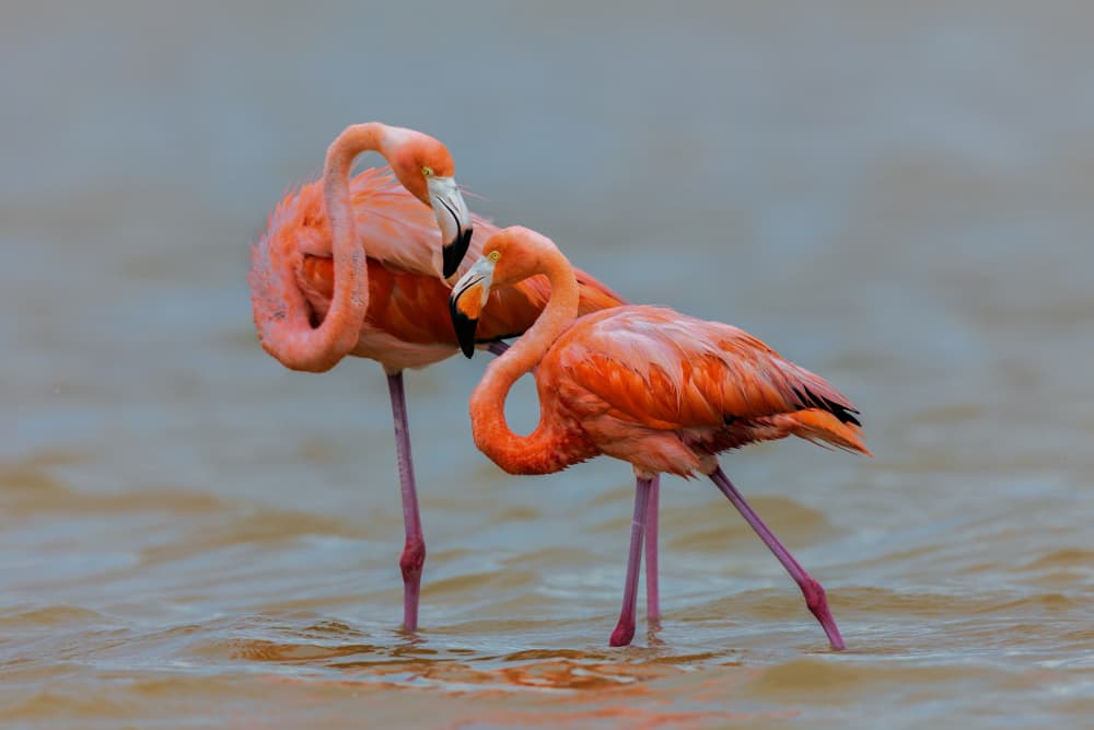 Pink Flamingo Pair by Jun Zuo — canvas wall art